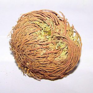 Róża Jerychońska - Róża z Jerycha - Zmartwychwstanka